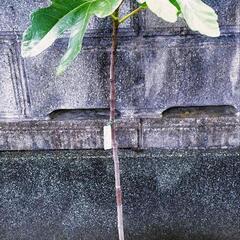 【名品イチジク】ハニ―系で作りやすい！