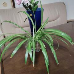 オリヅルラン　水耕栽培の画像