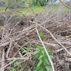 薪などに❀木、枝など❀その場で解体作業OKの画像