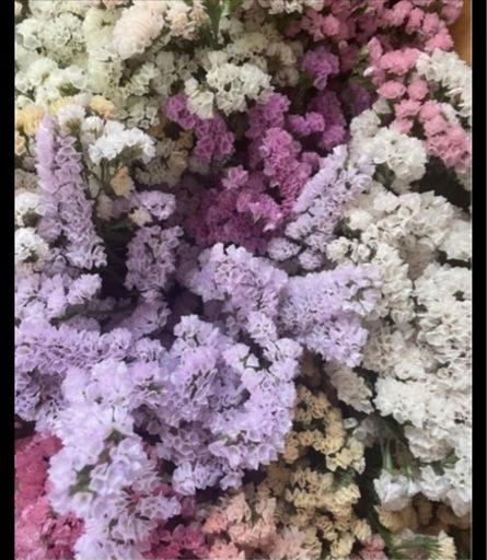 スターチス gjd (お花の雑貨屋さん) 勾当台公園のその他の中古