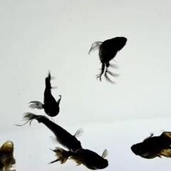 改良メダカの有精卵です厳選親個体より採卵です