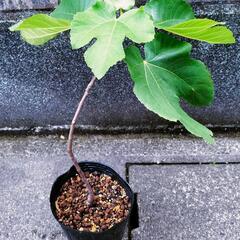 【訳ありイチジク】名品なんですけ〜〜〜〜ど！！w