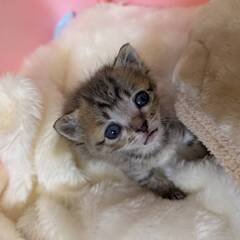in江南市☆そろそろ子猫も？☆保護猫達をオウチに迎えよう☆…