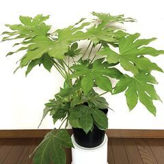 ヤツデ400　日本庭園　観葉植物　和風