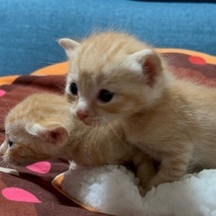 ☘️🌺とってもかわいい兄弟ちゃんです☘️🌺