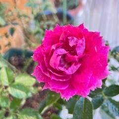 シェエラザード　大苗　薔薇