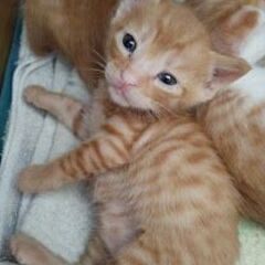 里親様が見つかりました。（トラ子猫）