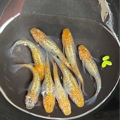 久遠七星🌟✨　8匹　めだか　メダカ