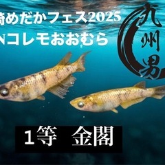  長崎めだかフェス めだかクジ 