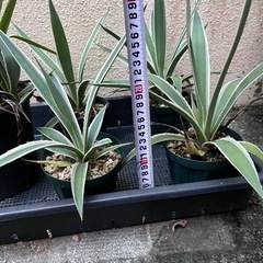 植物　アガベ　白閃光　1株の画像