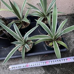 植物　アガベ　白閃光　1株の画像
