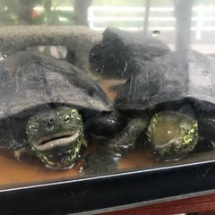 クサガメ