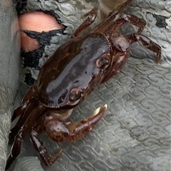 天然素材のサワガニですね〜
の画像