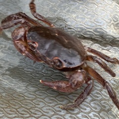 サワガニを飼ってみませんか？ 