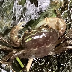 天然素材のサワガニですね〜
の画像
