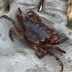 天然素材のサワガニですね〜
の画像