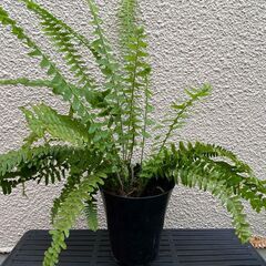 タマシダ　日本庭園　和風　観葉植物の画像