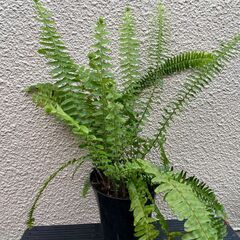 タマシダ　日本庭園　和風　観葉植物の画像