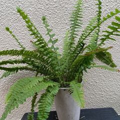 タマシダ　日本庭園　和風　観葉植物の画像