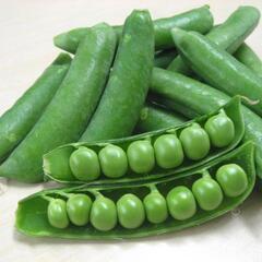 グリンピース300円／大袋　朝どれ無農薬・有機栽培