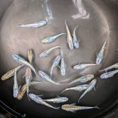 サボラメ⑥ 20匹+ａ　2000円