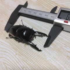 ウォレスノコギリクワガタ