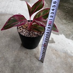 植物　アグラオネマ　赤系の画像