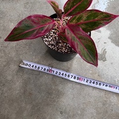 植物　アグラオネマ　赤系の画像