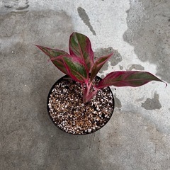 植物　アグラオネマ　赤系の画像