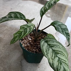植物　アグラオネマ　パロットジャングル