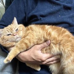 in日進市☆そろそろ子猫も？☆保護猫をオウチに迎えよう☆2…