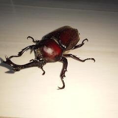 カブトムシ　ペア