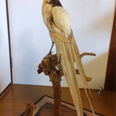 【美品】黄金鳥　剥製　インテリア　置物　縁起物