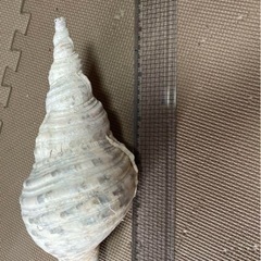 沖縄県産 ほら貝