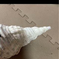 沖縄県産 ほら貝の画像