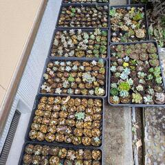 多肉植物
