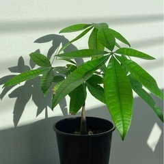 パキラ鉢植え60㎝の画像