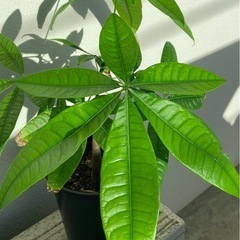 パキラ鉢植え60㎝の画像