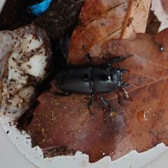 ヒラタクワガタ♀