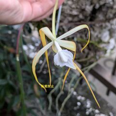 洋蘭 Brassavola cucullata 無料で差し上げます。