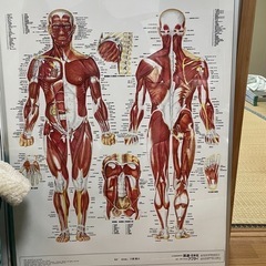 ziyue 人体模型 パズル 28cm 15パーツ 取り外し可能 人体解剖