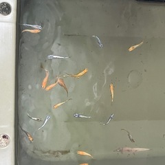 ミックス　メダカ　20匹