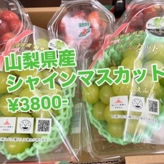 初入荷高級シャインマスカット即完売でしたが追加入荷により再受付します✨