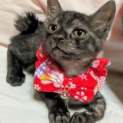 譲渡決定❣️ブラックスモークジャパニーズボブテイル♥️レア - 猫