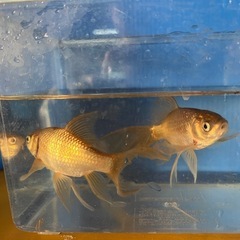 本日終了❗️上物鉄魚オスのよう・メスのようの画像