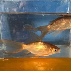 本日終了❗️上物鉄魚オスのよう・メスのようの画像