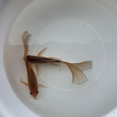 上物鉄魚オスのよう・メスのよう