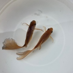 本日終了❗️上物鉄魚オスのよう・メスのようの画像