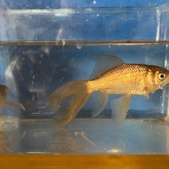 本日終了❗️上物鉄魚オスのよう・メスのようの画像