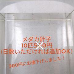 メダカの針子10匹 深海メダカとブルースターダストメダカのハーフ...